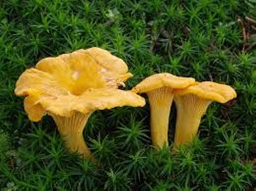 Chanterelle mushroom spores - chanterelle,