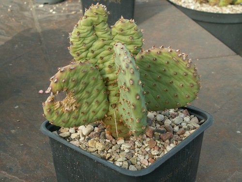 Opuntia wibke virgin - opuntia, 'virgin