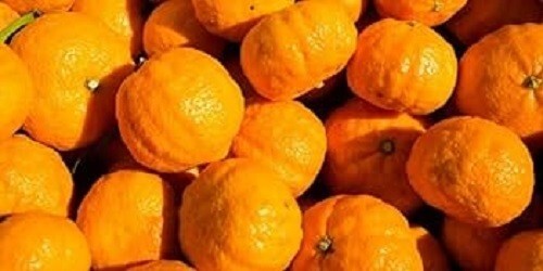 Fresh gold nugget mandarins - fresh,
