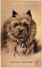 Handsome Dog LIGHT COATED CAIRN TERRIER signed MAC Vintage 1936 Postcard