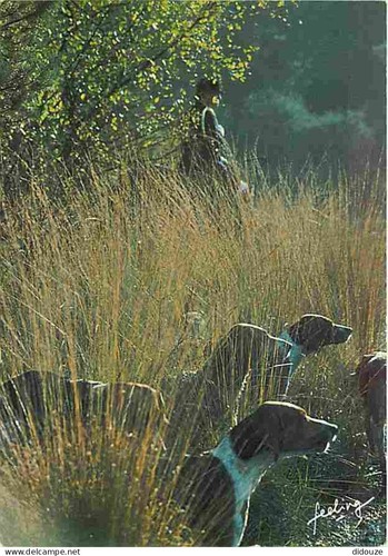 Carte postale animaux - animaux,