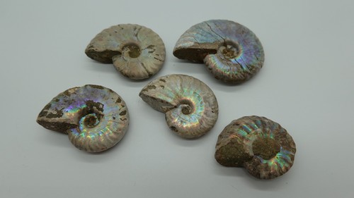 Lot ammonites fossiles - lot,
