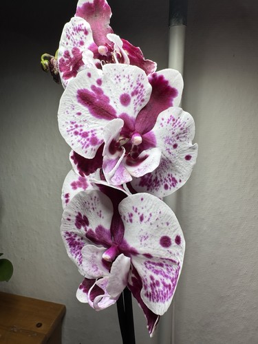 Phalaenopsis orchidée - phalaenopsis,