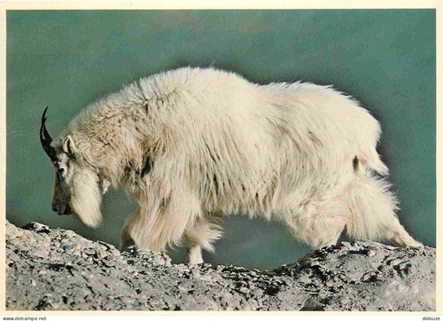 Carte postale animaux - carte,