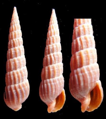 Coquillage collection - de,