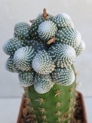 Blossfeldia liliputana - blossfeldia,