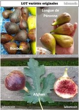 Lot variétés originales de