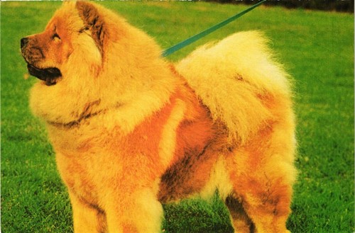 Cpm chow - chow,