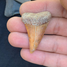 Carcharodon hastalis Extinct