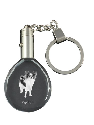 Papillon epagneul nain - epagneul,