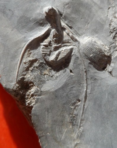 Trilobite ordovicien la - trilobite,