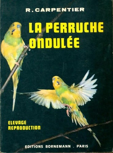 Perruche ondulée r - la,