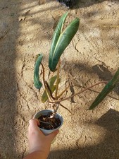 Philodendron billietiae