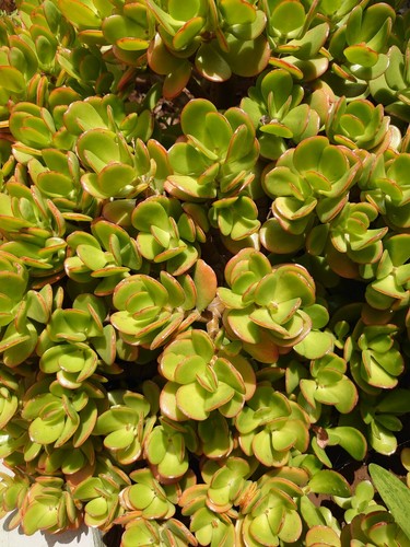 Crassula ovata plante adulte - ovata,