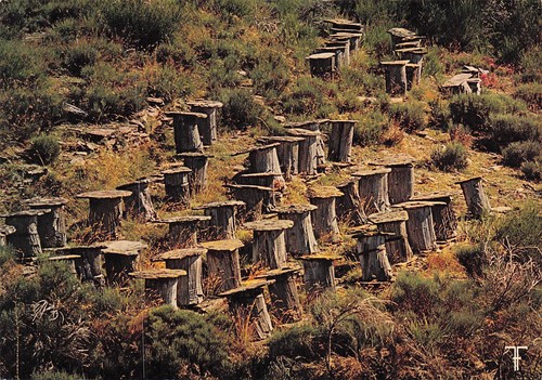 Cevennes ruches tronc de - 48,