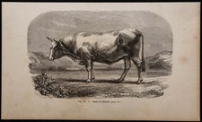 1860 - Vache de Mariaof - Gravure ancienne & bovins - Europe