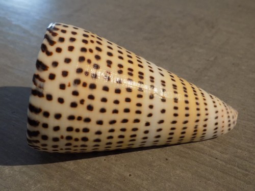 Coquillage new conidae - :,