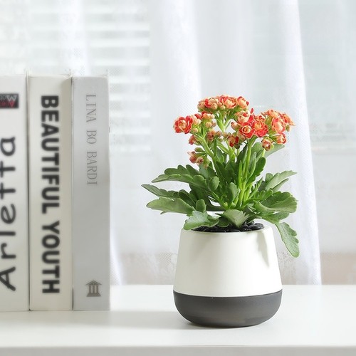Pot plantes auto - pot, auto-arrosant