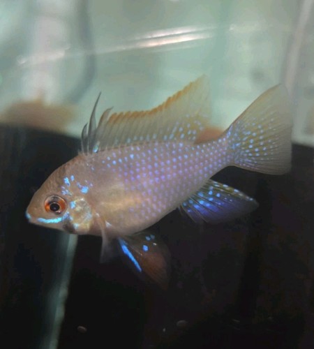 Ram cichlid juvenile - ram,