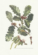 Board 34 Natural History Flora 2: Oak with Sessile Flowers
