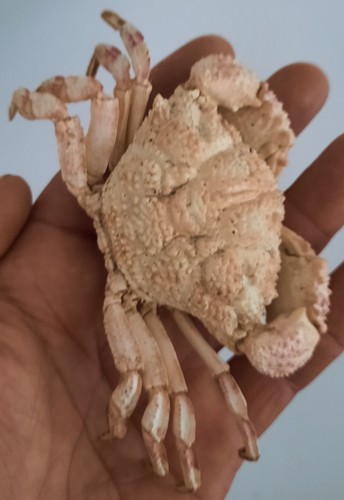 Curiosité taxidermie - taxidermie,