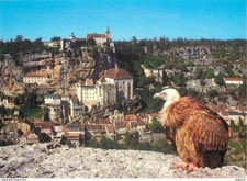 Animals - Birds - Raptors - Vulture - Rocamadour - CPM - See Reverse Scans