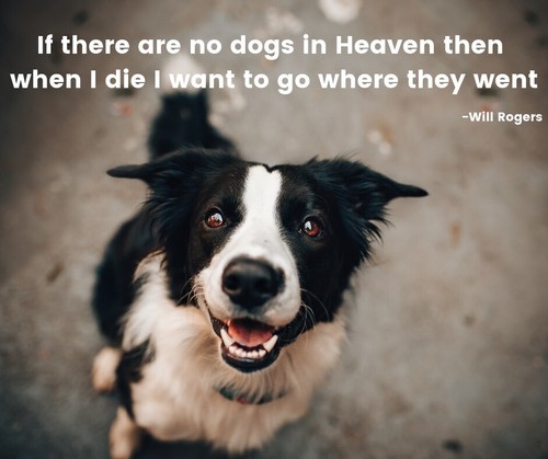 Border collie dog - dog,