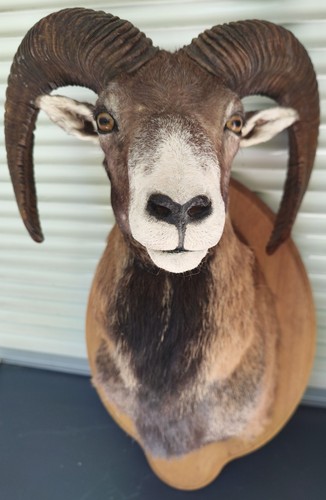 Trophée mouflon taxidermie - trophée,