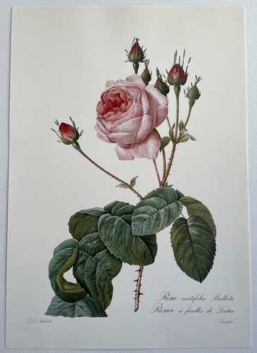 Botanique rosier feuilles - botanique,