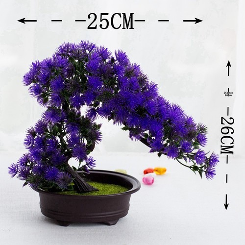 Bonsa faux pin - en, pot