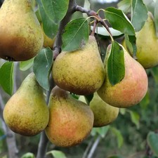 Poirier ancien 'Bon Chrétien