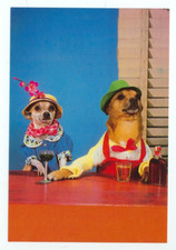 DOG-TWO DRESSED CHIHUAHUAS DRINKING WITH HATS--(DOG-104*)
