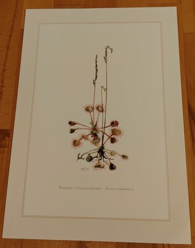 Botanique rossoli planche - -,