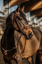 Bridon NORTON Hunter MARRON