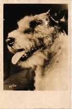 CPA AK Jack Russel terrier