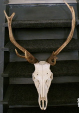 MASSACRE BOIS DE CERF