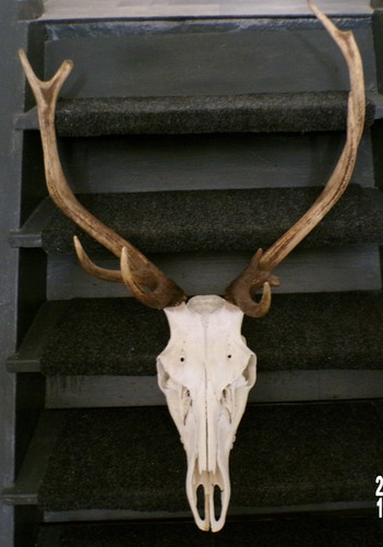 Massacre bois cerf - massacre, de