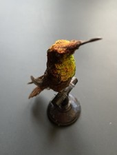 Colibri Taxidermie - Circa 1850- Hummingbird Taxidermy