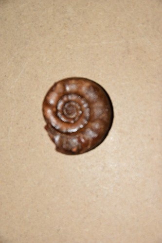 Ammonite xenodiscus lidacensis - xenodiscus,