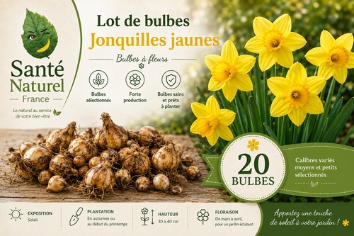 Lot bulbes de - de, jonquilles