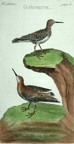 Chevalier guignette et - chevalier,