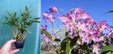 Dendrobium kingianum