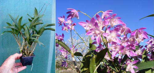 Dendrobium kingianum