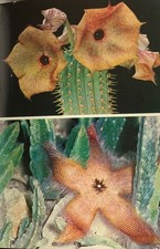 Les Plantes Grasses  autres