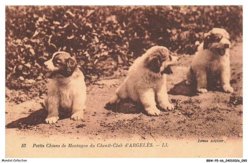 Bbwp5 0504 petit chiens - petit,