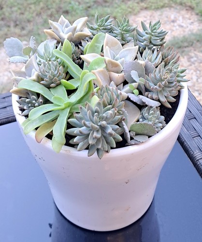 Plantes grasses diverses - plantes, dans
