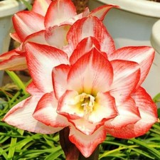 HIPPEASTRUM AMARYLLIS 'BLOSSOM