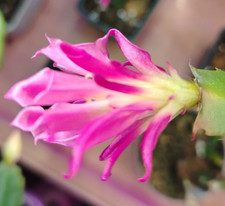 Schlumbergera 'Starbust'. 1