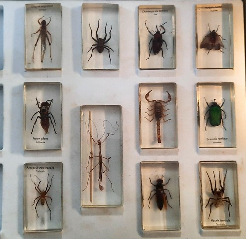 Insectes inclus dans la - insectes,