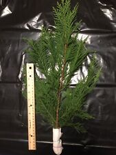 5 Large Leyland Cypress 16” Tree Cuttings  Cut Fresh To Order